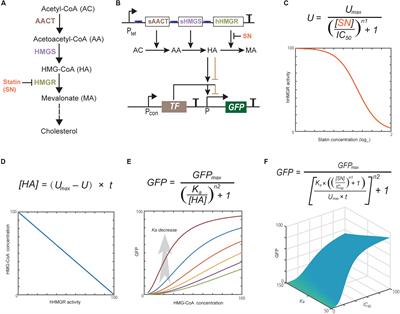 Construction of Escherichia coli Whole-Cell Biosensors for Statin Efficacy and Production Test